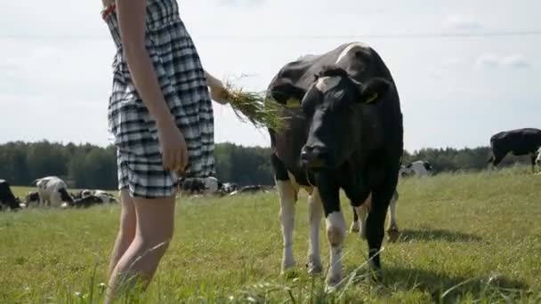 Vista de las piernas de una niña en el campo que alimenta a una manada de vacas — Vídeo de stock