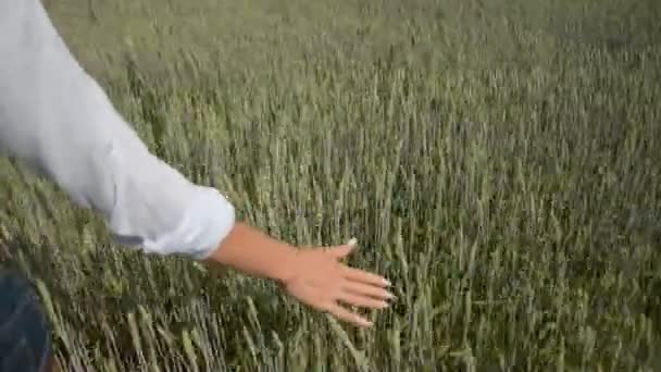 Woman farmer touching wheat ears in field at summer — Stock Video