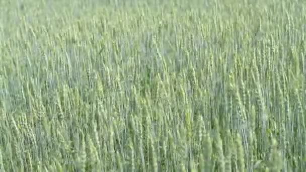 arrière plan d'un champ de blé