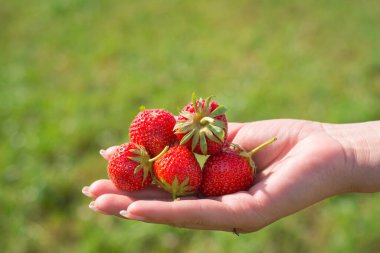 Kızın elindeki çilekler arka planda yeşil çimlerin üzerinde mesaj atmak için boş bir alan.