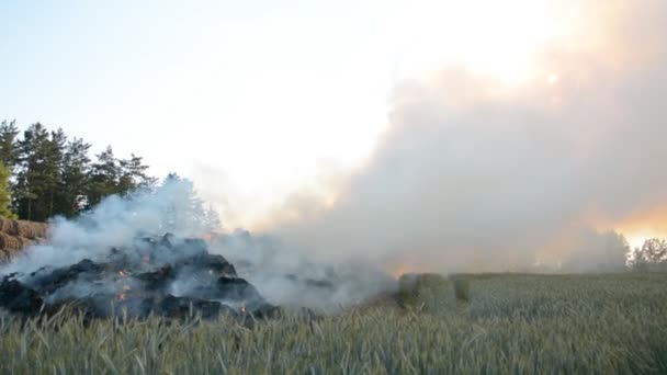 Disaster for the farmer, a fire on a wheat field — Stock Video