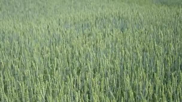 Trigo verde deja el fondo balanceado por el soplo de un poco de viento — Vídeos de Stock