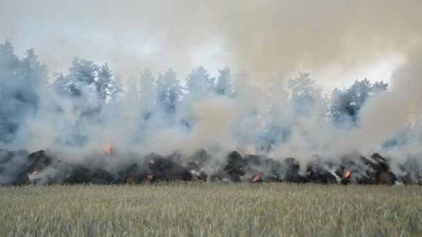 Grand feu dans le champ