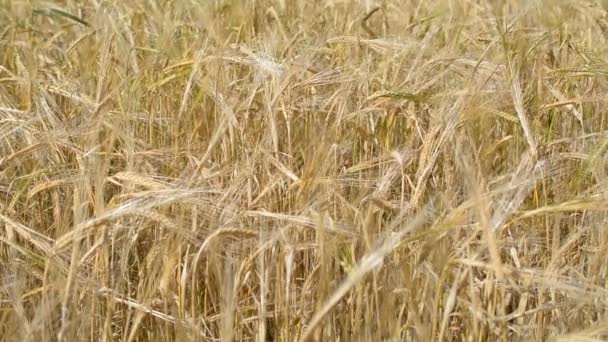 Campo de cultivo de trigo timelapse fondo — Vídeos de Stock