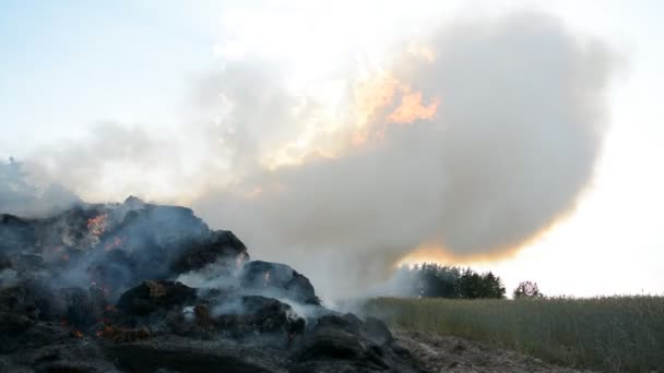 Big harvest fire — Stock Video