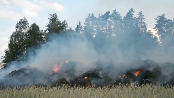 Feu dans les champs après la récolte de blé en été