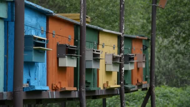 Colmenas de abejas hd — Vídeo de stock