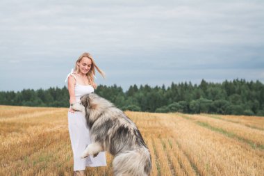 Yazın, Malamute köpeğiyle biçilmiş buğday tarlasında oynayan kız.