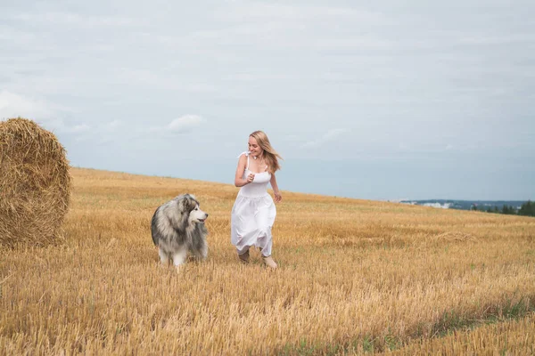Girl Playing Mown Wheat Field Her Malamute Dog Summer Time — Stock Photo, Image