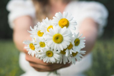 Bir buket papatya, dişilerin elinde.