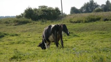 Kirli bir inek çayırda oturacak