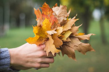 Sarı akçaağaç buketi kadınların elinde bırakır.