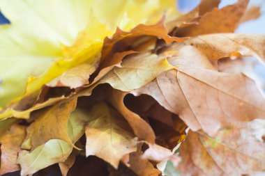 Sarı akçaağaç buketi kadınların elinde bırakır.