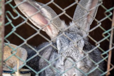 Evcil tavşanlar, tavşanlar kafeste oturur, evcil hayvanlar