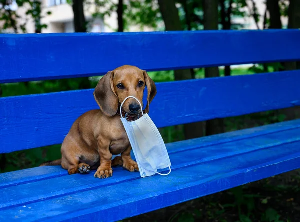 Dachshund puppy holds a protective mask against viruses in his teeth.