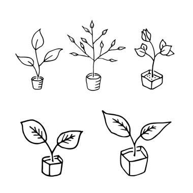 Seedlings and saplings for cultivation in the garden