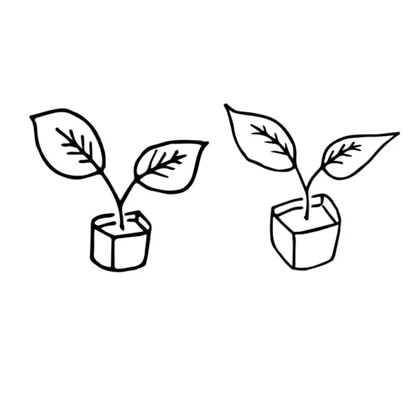 Plántulas Plantones Para Cultivo Jardín — Vector de stock