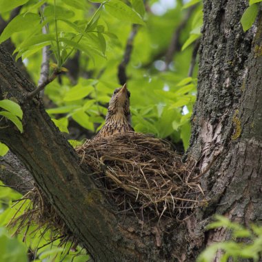Ağacın kalın dalları üzerinde bir saman yuvasında gerilmiş boynu olan sığırcık kuşu, bir bahar günü yavrularını yeşil yaprakların arka planında yumurtadan çıkarır.