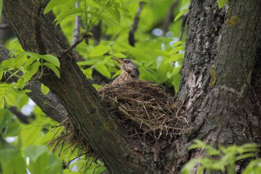 Küçük bir sığırcık kuşu, bir ağacın kalın dallarında pipet bir yuvada yumurtadan çıkar. Yavruları, bir bahar günü yeşil yaprakların arka planına dayanır.