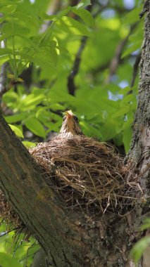 Ağacın kalın dallarındaki bir yuvadaki bir sığırcık yavrularını bir bahar günü dikey bir fotoğrafta yeşil yaprakların arka planına karşı yumurtadan çıkarır.