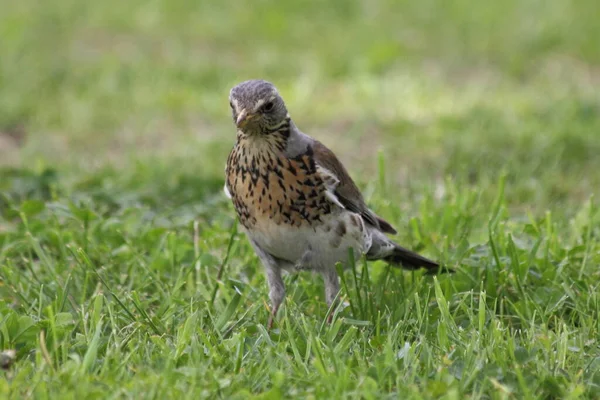 Starling Fica Gramado Grama Verde Dia Primavera Vista Frontal Perto — Fotografia de Stock