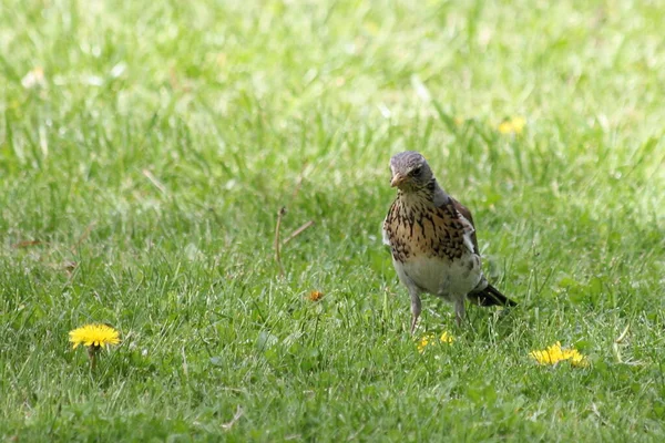 春の日には黄色いタンポポと一緒に緑の草原に小さな鳥が立っています — ストック写真