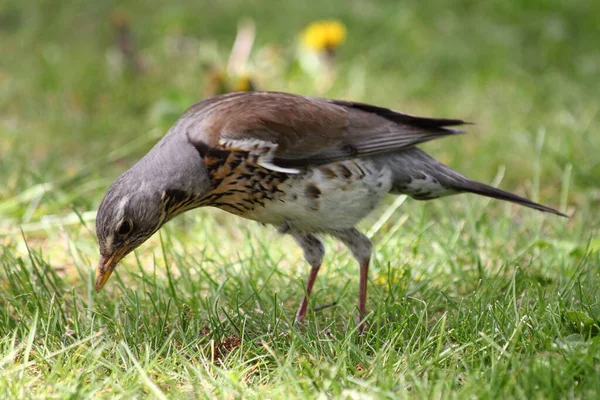 Звездная Птица Ищет Пищу Зеленой Траве Клювом Вблизи Весенний День — стоковое фото