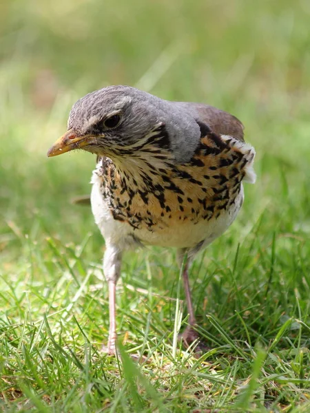 Oiseau Étourneau Gros Plan Sur Fond Herbe Verte Jour Printemps — Photo