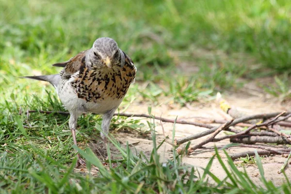 Starling Pássaro Grama Verde Perto Ramos Para Construção Ninho Fechar — Fotografia de Stock