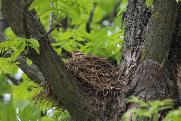 Starling Vogel Een Stro Nest Grote Takken Hout Broedt Zijn — Stockfoto