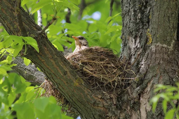 春の日の緑の葉を背景に 木の太い枝の上のわらの巣の中の鳥が雛を孵化させる — ストック写真