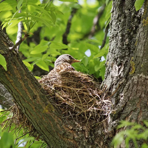 Starling Hoofd Een Nest Dikke Takken Van Een Boom Broedt — Stockfoto