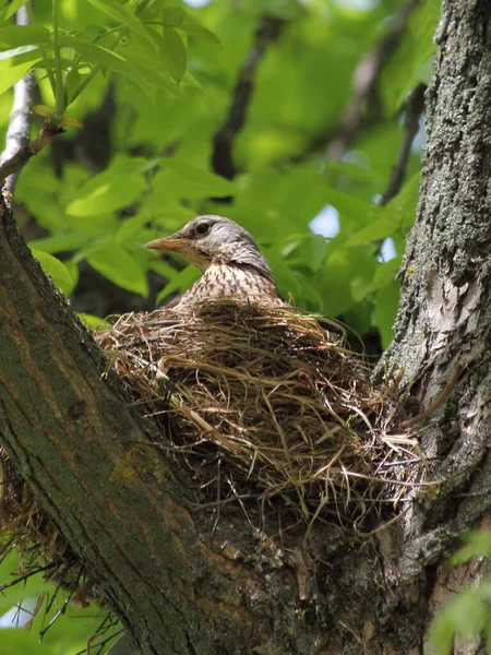 Starling Hoofd Een Nest Dikke Takken Van Een Boom Broedt — Stockfoto