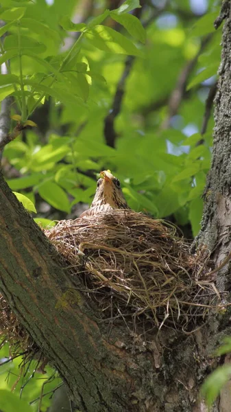 木の太い枝の上の巣の中のスターリングは春の日の緑の葉の背景に頬を孵化させ垂直写真 — ストック写真