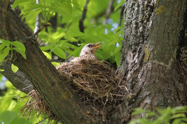 Starling Met Geopende Gele Snavel Een Nest Dikke Takken Van — Stockfoto