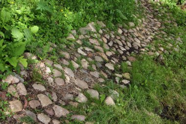 Yaz günü Forest Park 'ta yeşil çimenler arasında gri kaldırım taşları yürür.