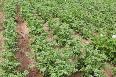Yaz günü yataklı yeşil patates tarlası
