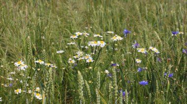 Yeşil buğday tarlasında yabani çiçekler, papatyalar ve mısır çiçekleri, tarımda yabani otlar, yaz günü kırsal alanlar.