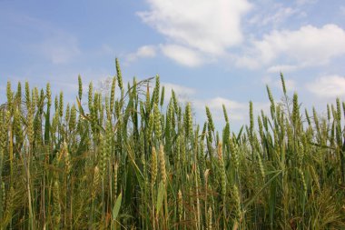 Buğday tarlası, yeşil buğday kulakları bulutlu mavi gökyüzüne karşı yaz günü kırsal alan.
