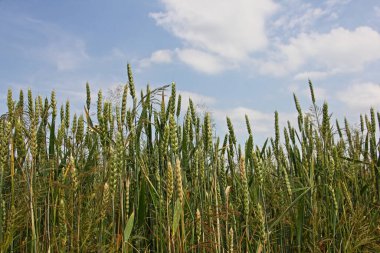 Yazın bulutlu mavi gökyüzüne karşı yeşil buğday tarlası, Rus kırsal arazisi