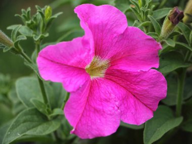 Yaban üzümlerinden oluşan güzel pembe bir çiçek bir yaz günü bahçeye kapanıyor, bahçeyle bahçeyle uğraşıyor.