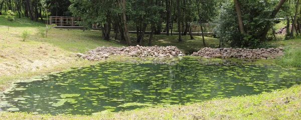 Ein Schöner Wilder Teich Mit Grünen Seerosenblättern Der Nähe Von — Stockfoto