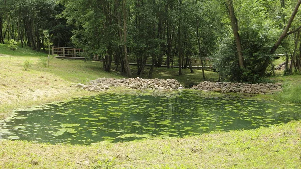 Lagoa Floresta Pequena Bonita Coberto Com Água Verde Lírio Folhas — Fotografia de Stock