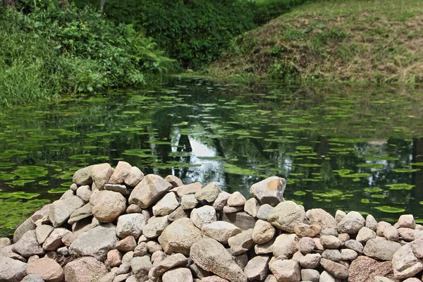 Ein Schöner Waldteich Mit Grünen Seerosenblättern Einem Sommertag Blick Vom — Stockfoto