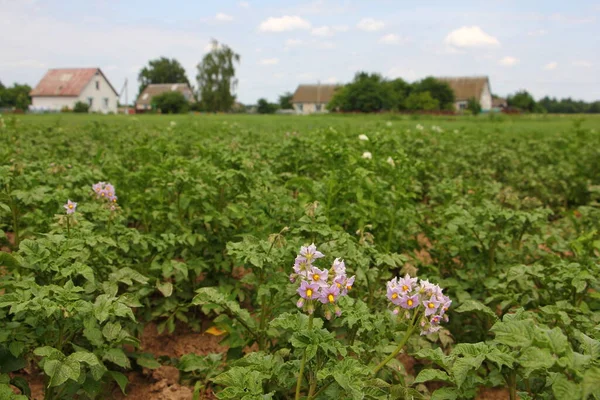 Potatisfält Med Blommande Buskar Sommardag Mot Bakgrund Byhus Vid Horisonten — Stockfoto