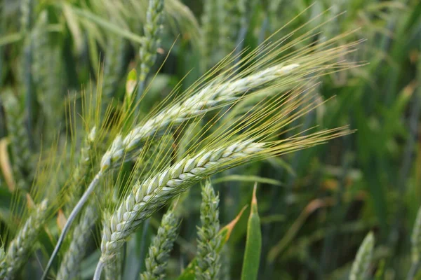 Grönt Vete Öron Nära Fältet Landsbygd Landskap Sommardagen — Stockfoto