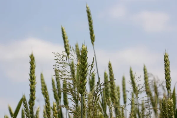 Зеленые Колосья Пшеницы Закрываются Фоне Голубого Неба Облаками Сельский Пейзаж — стоковое фото