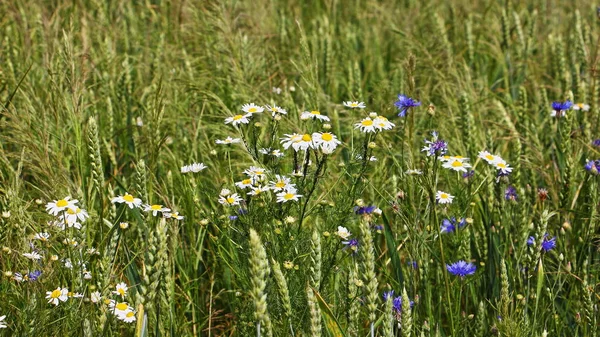 夏の日に緑の小麦畑 農業国の風景上の野生の花のデイジーとコーンフラワー — ストック写真