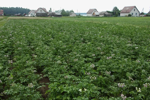 Stora Blommande Potatis Fält Med Gröna Blad Med Lantliga Hus — Stockfoto