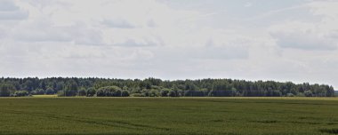 Güzel yeşil buğday tohumu, ufukta orman, gökyüzünde güneşli bir yaz günü tarımında geniş panoramik kırsal arazide.